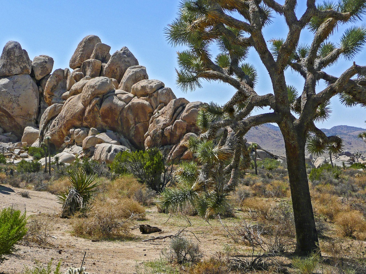 Joshua Tree National Park