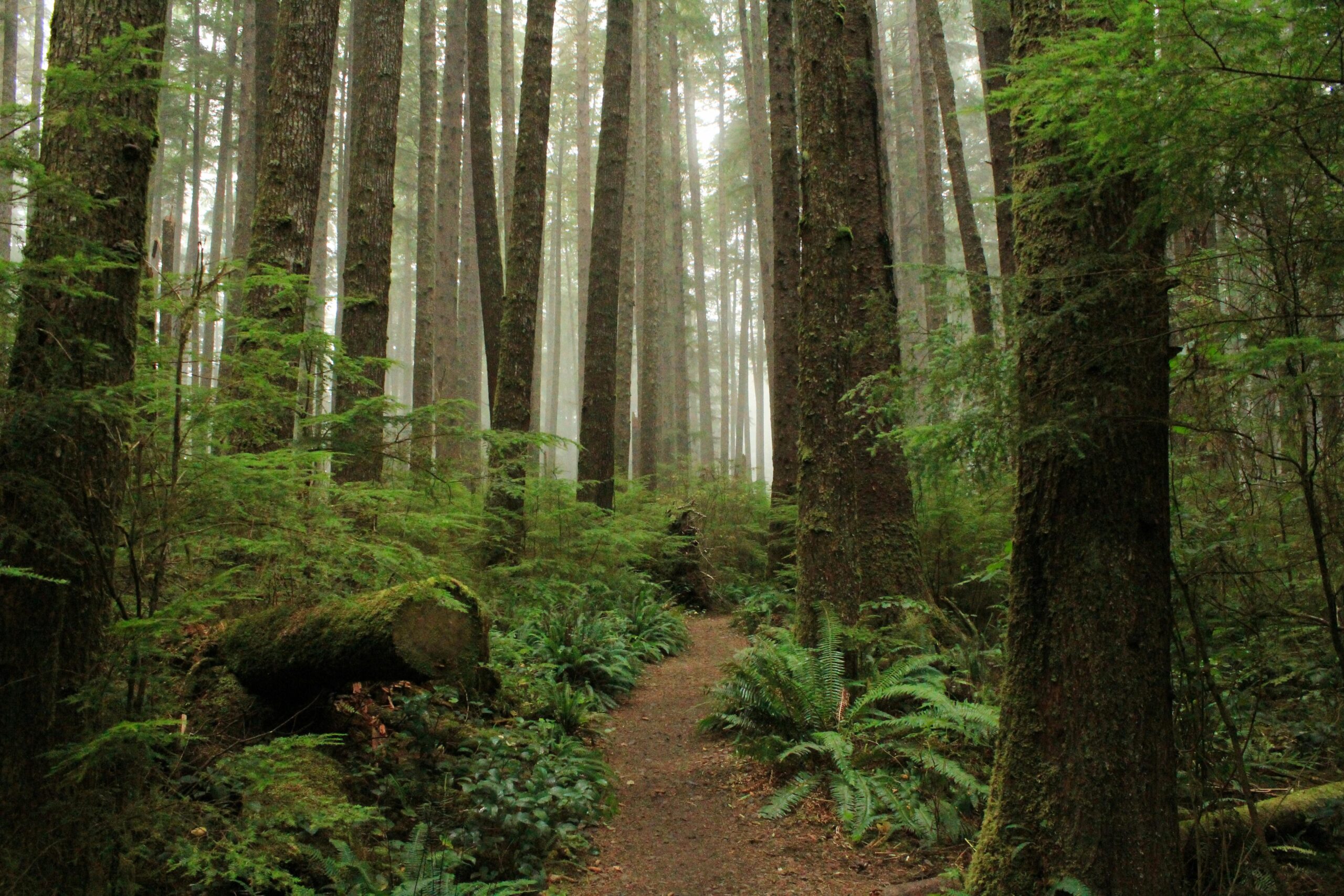Olympic National Park