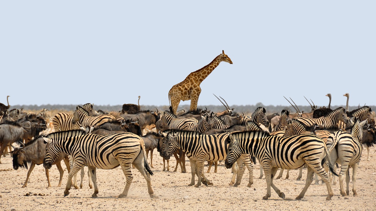 Africa