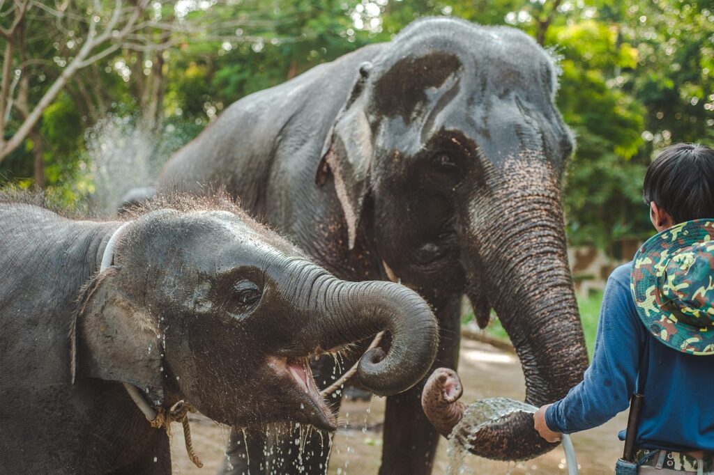 Phuket Elephant Experiences